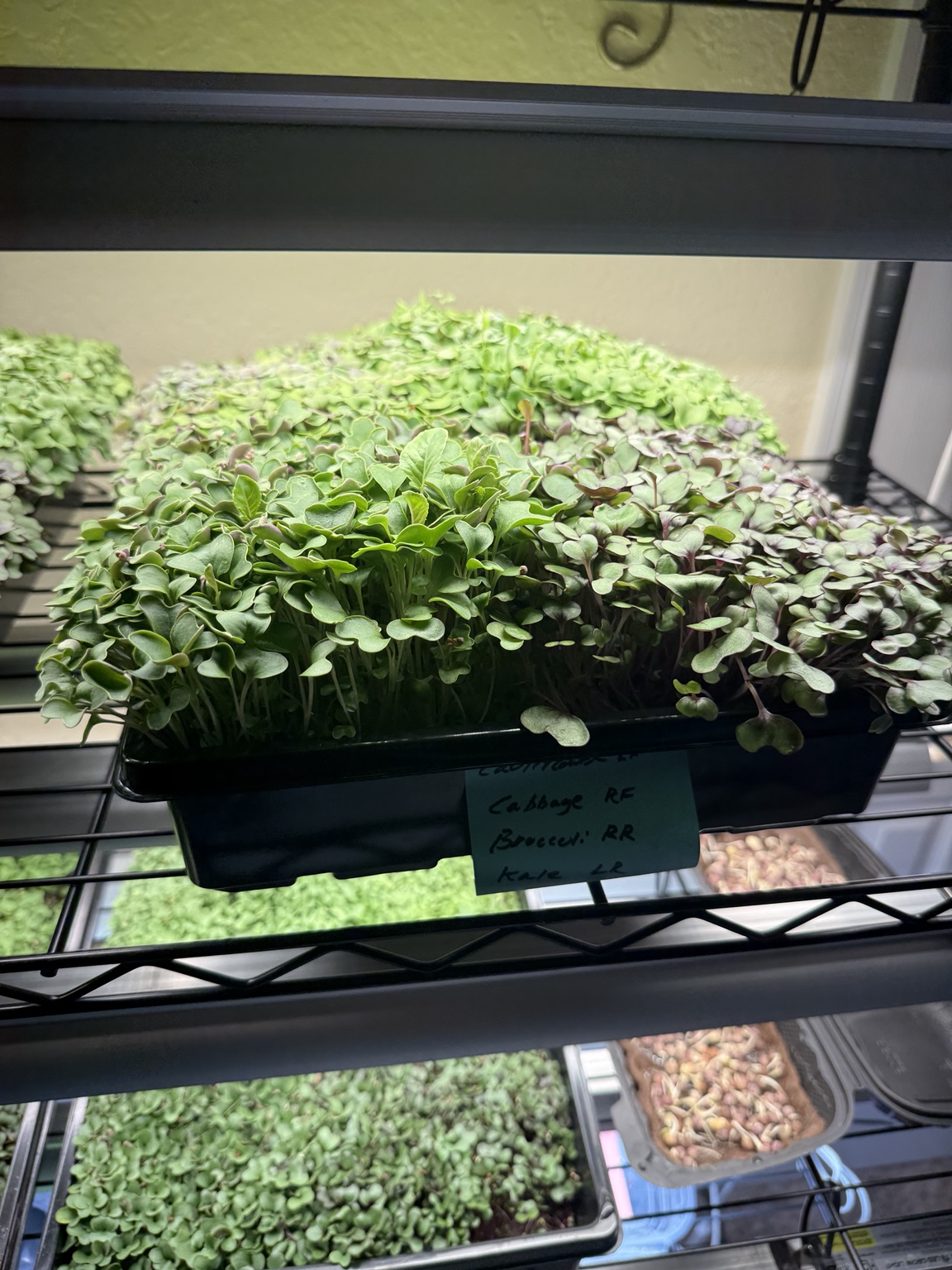 Leafy microgreens filling a tray on the farm’s growing shelves