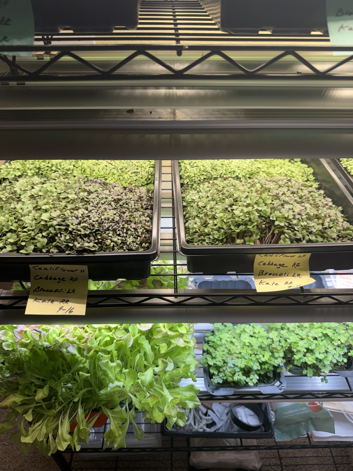 Shelves of young greens in trays under grow lights at Marée Farms