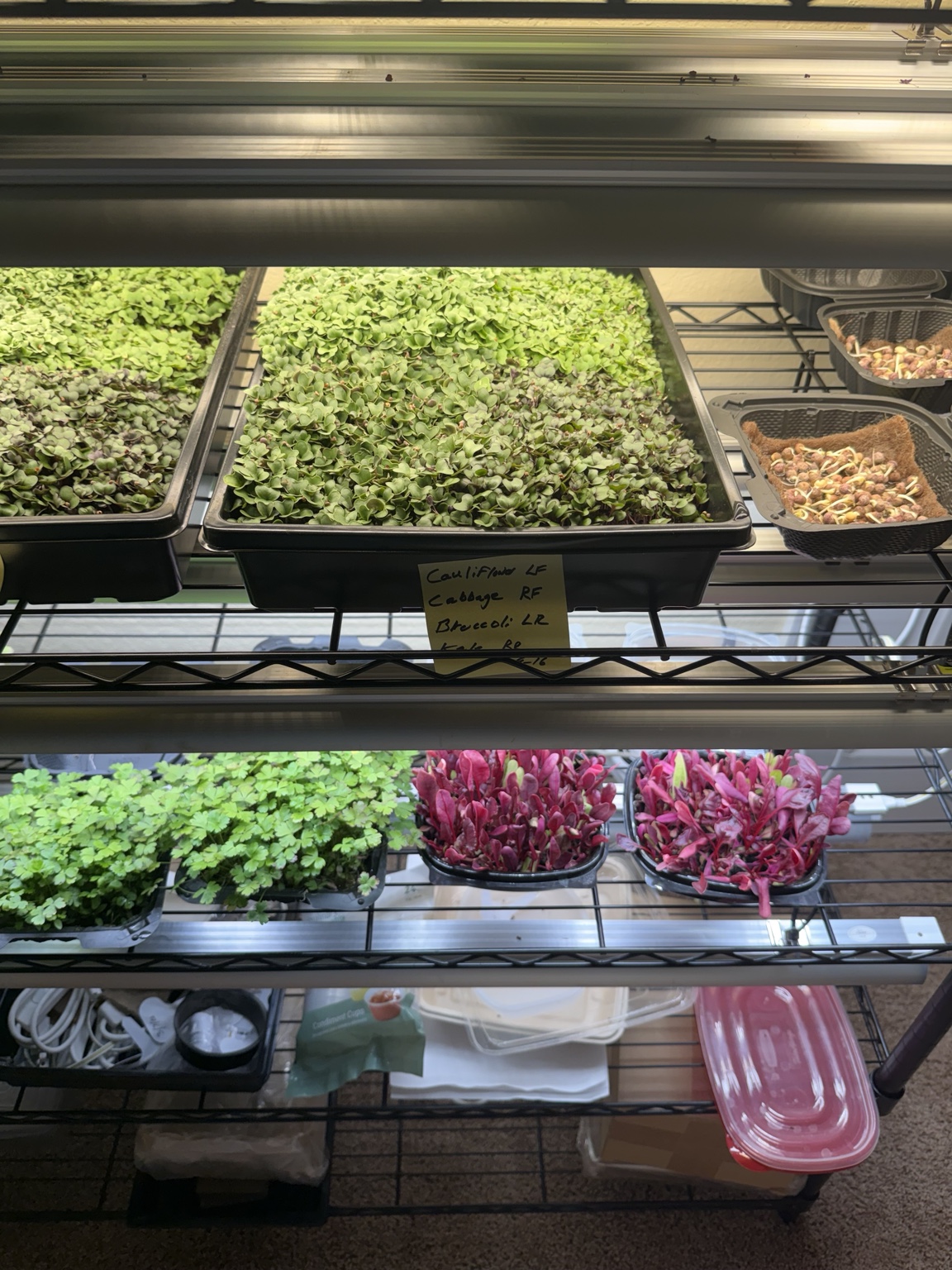 Green and magenta seedlings growing in trays beside newly sprouted plants