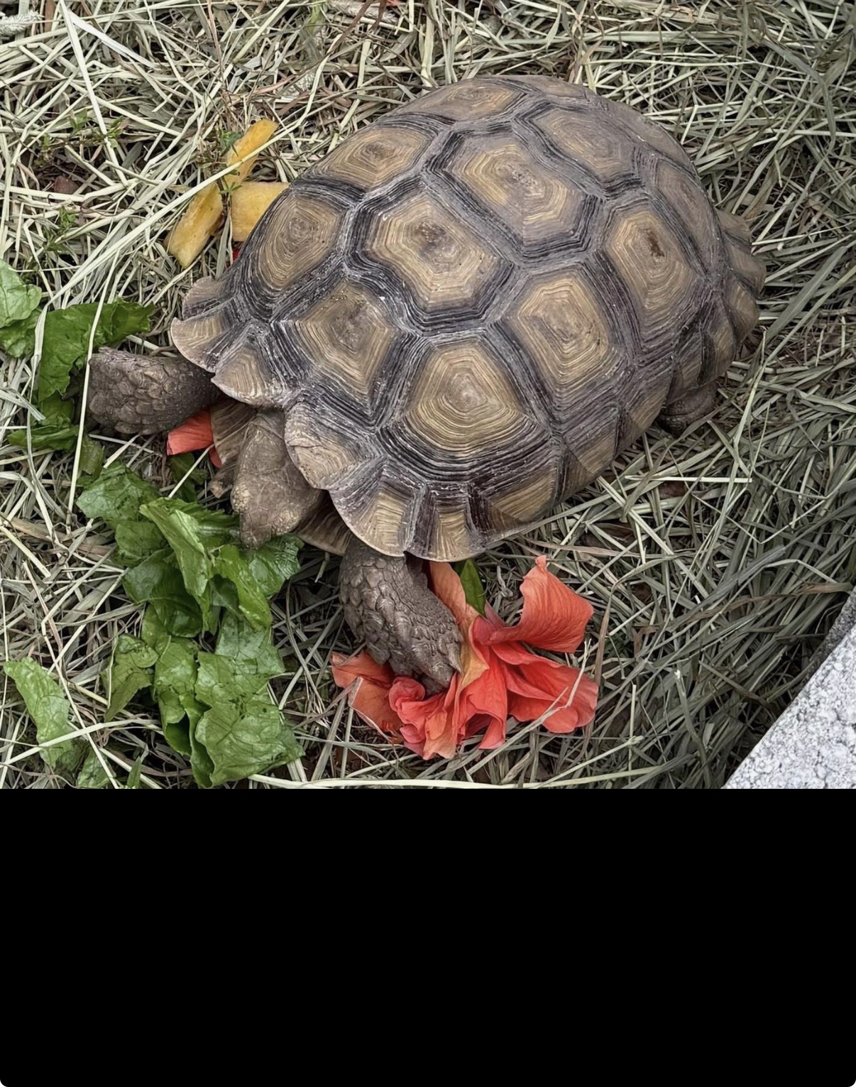 Shelly, a sulcata tortoise at Marée Farms, among leafy greens and red hibiscus flowers