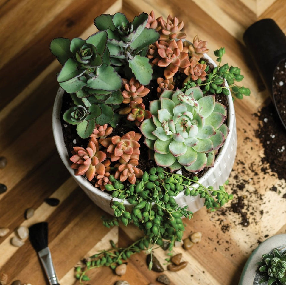 A finished succulent arrangement in a ceramic bowl on the Sincerely Succulents planting table
