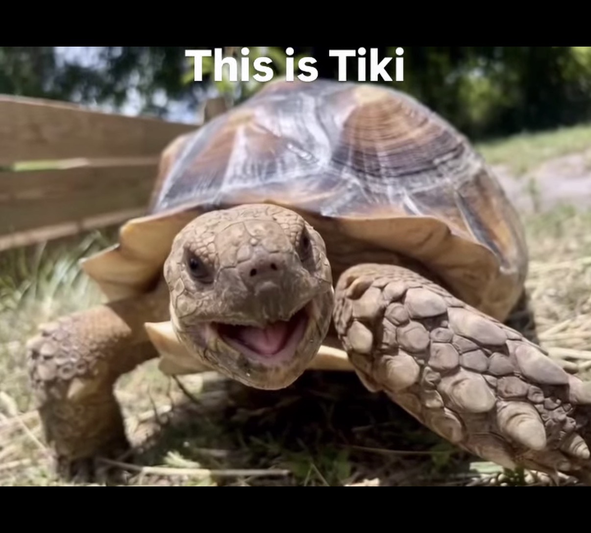 Tiki, a sulcata tortoise at Marée Farms, facing the camera with his mouth open