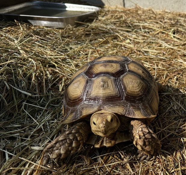 Tortellini, a sulcata tortoise at Marée Farms, looking toward the camera while resting on hay
