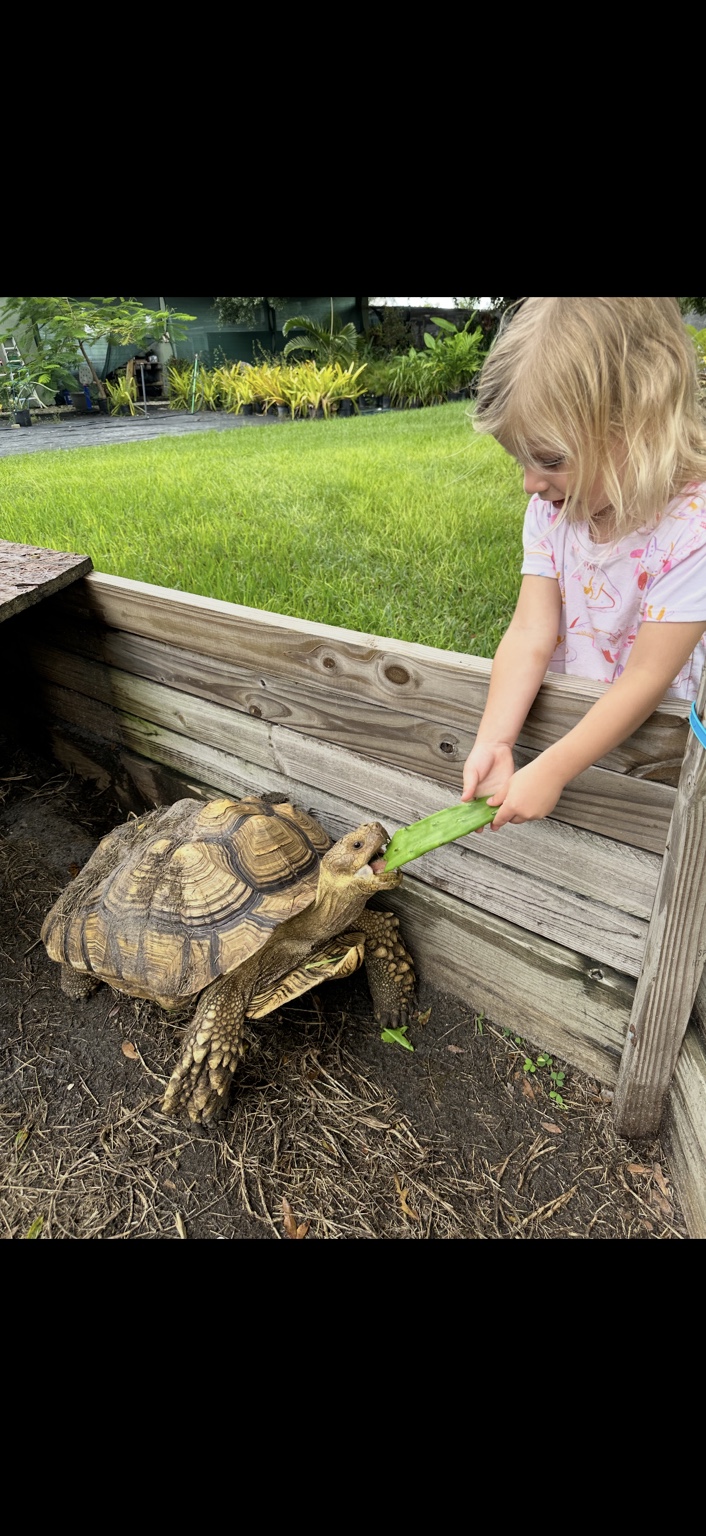 A child offering a green cactus pad to a sulcata tortoise over the wooden enclosure at Marée Farms