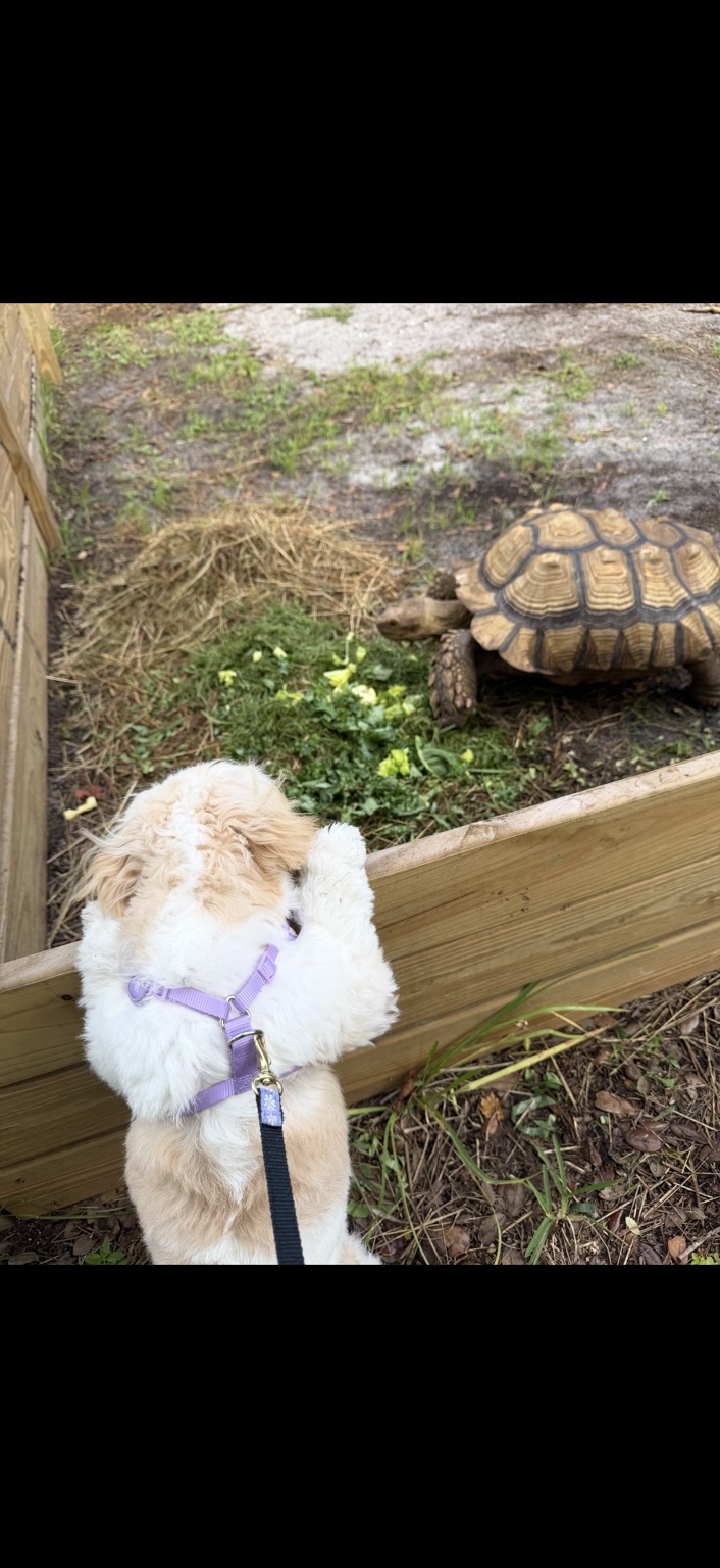 A small dog in a purple harness peeking over the wooden enclosure at a sulcata tortoise enjoying greens at Marée Farms