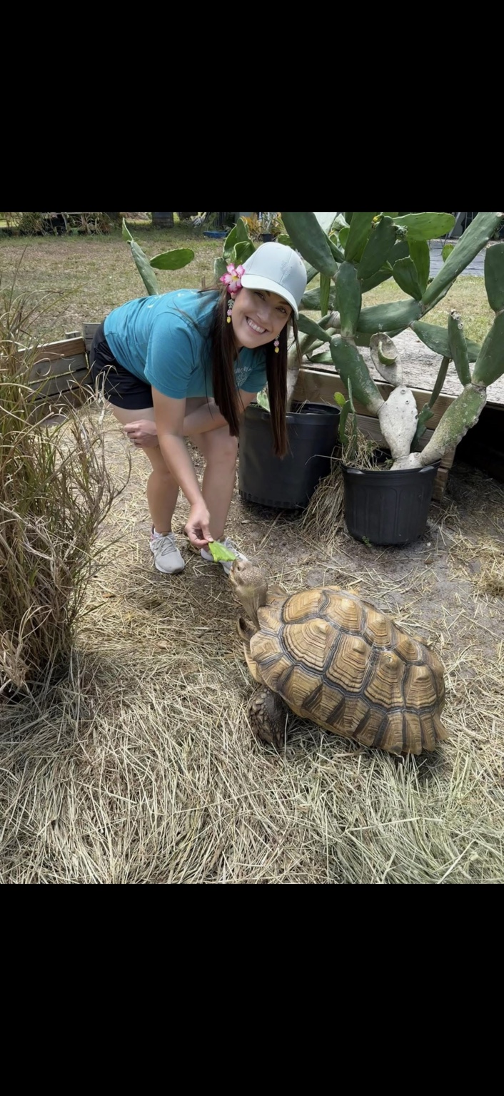 A woman offering a leafy green to a sulcata tortoise beside the cactus plants at Marée Farms